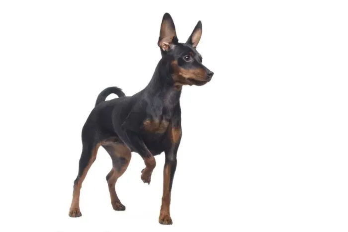 Framed Print : Dog - Miniature Pinscher Framed Print : Dog - Miniature Pinscher