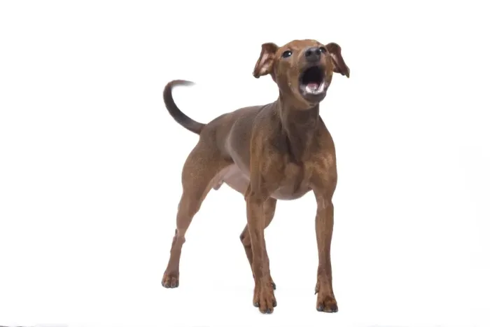 Framed Print : Dog - Miniature Pinscher in studio Framed Print : Dog - Miniature Pinscher in studio