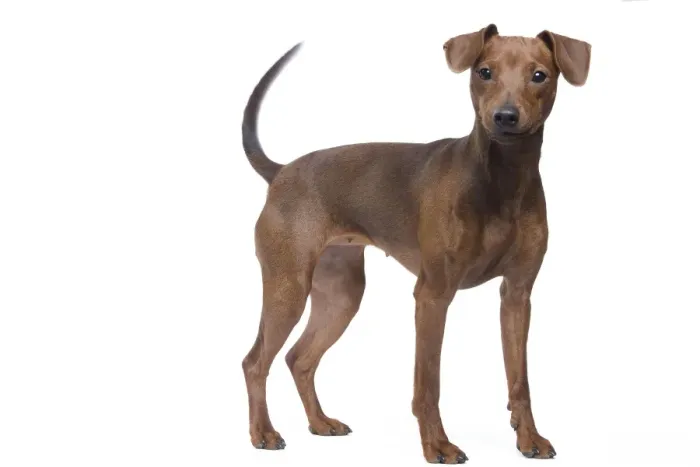 Framed Print : Dog - Miniature Pinscher in studio Framed Print : Dog - Miniature Pinscher in studio