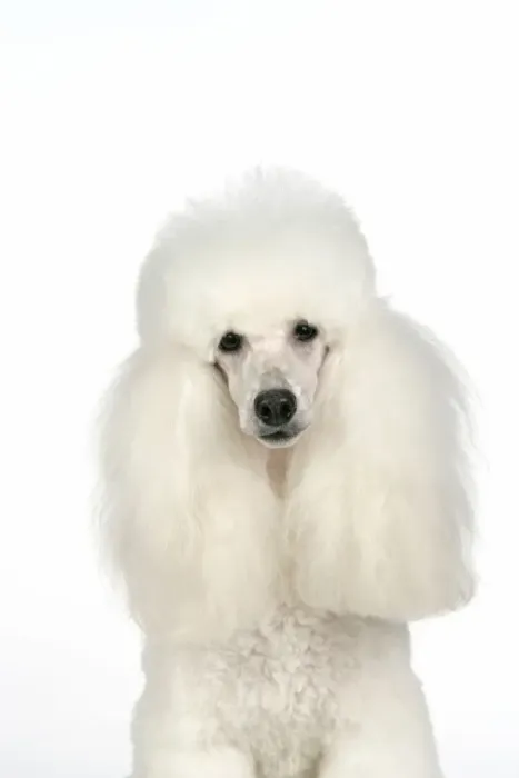 Framed Print : DOG - Miniature Poodle Framed Print : DOG - Miniature Poodle
