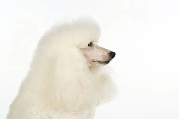 DOG. miniature Poodle