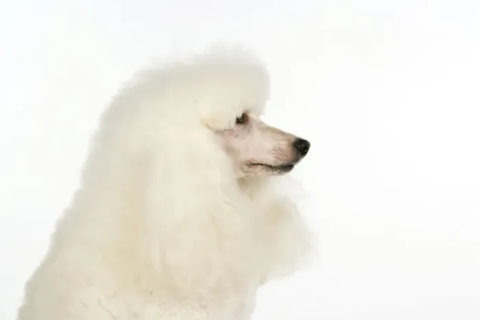 Framed Print : DOG. miniature Poodle Framed Print : DOG. miniature Poodle