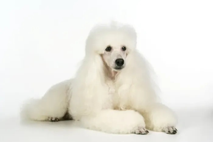 Framed Print : DOG. miniature Poodle Framed Print : DOG. miniature Poodle