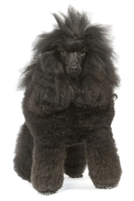 Framed Print : Dog - Miniature Poodle in studio Framed Print : Dog - Miniature Poodle in studio