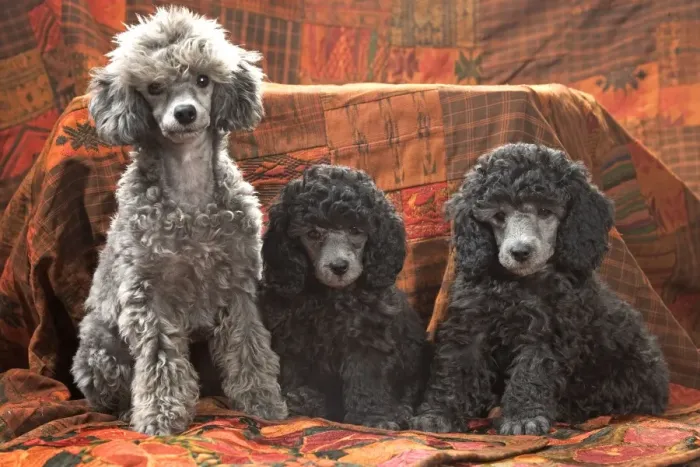 Framed Print : Dog - Miniature Poodles Framed Print : Dog - Miniature Poodles