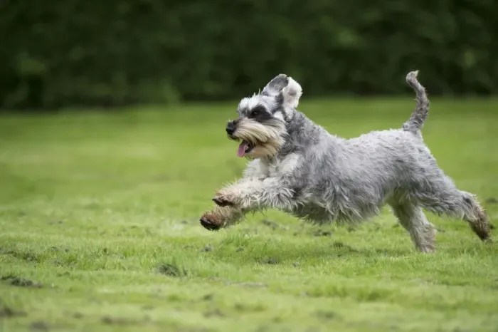 Framed Print : DOG - Miniature Schanuzer - running through garden Framed Print : DOG - Miniature Schanuzer - running through garden