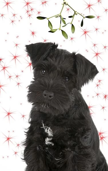 Dog - Miniature Schnauzer - 10 week old puppy - sitting down under mistletoe Digital Manipulation: Mistletoe (USH). Stars