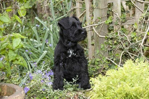 Dog - Miniature Schnauzer - 10 week old puppy - sitting in garden