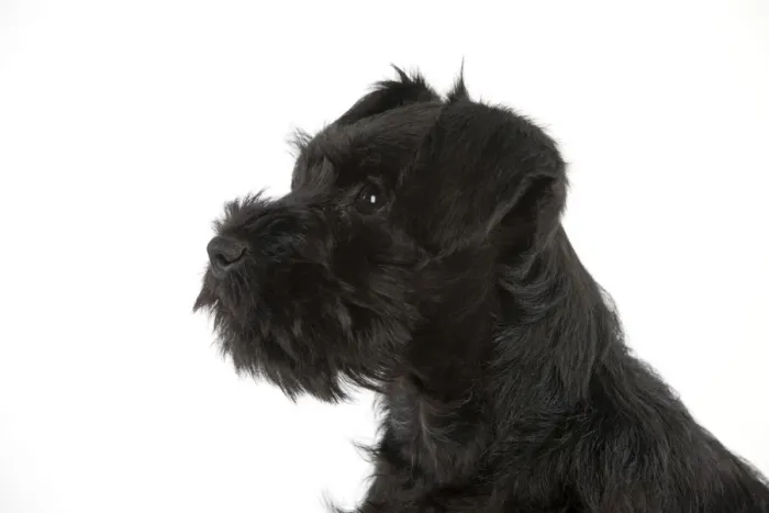 Framed Print : Dog - Miniature Schnauzer - 10 week old puppy Framed Print : Dog - Miniature Schnauzer - 10 week old puppy