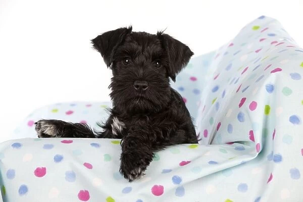 Dog - Miniature Schnauzer - 10 week old puppy - sitting down on sofa