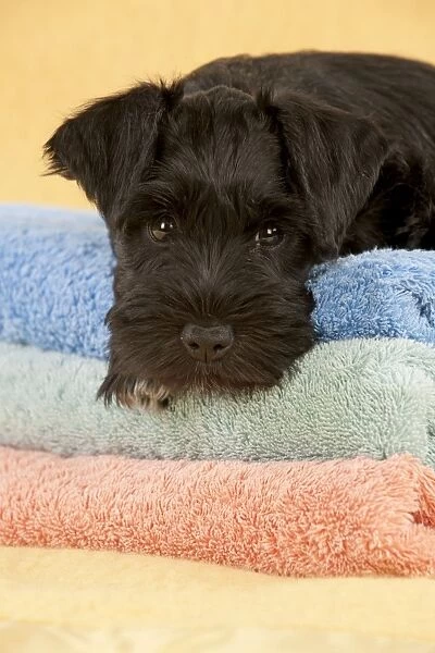 Dog - Miniature Schnauzer - 10 week old puppy - lying down on a pile of towels