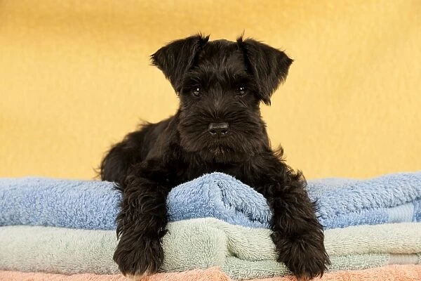 Dog - Miniature Schnauzer - 10 week old puppy - lying down on a pile of towels