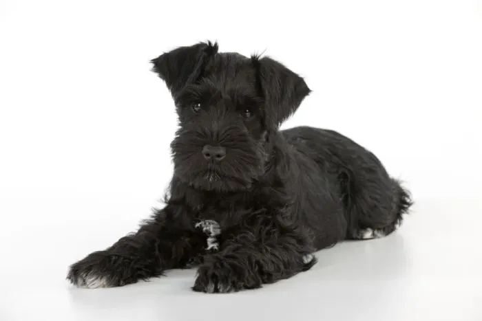 Framed Print : Dog - Miniature Schnauzer - 10 week old puppy - lying down Framed Print : Dog - Miniature Schnauzer - 10 week old puppy - lying down