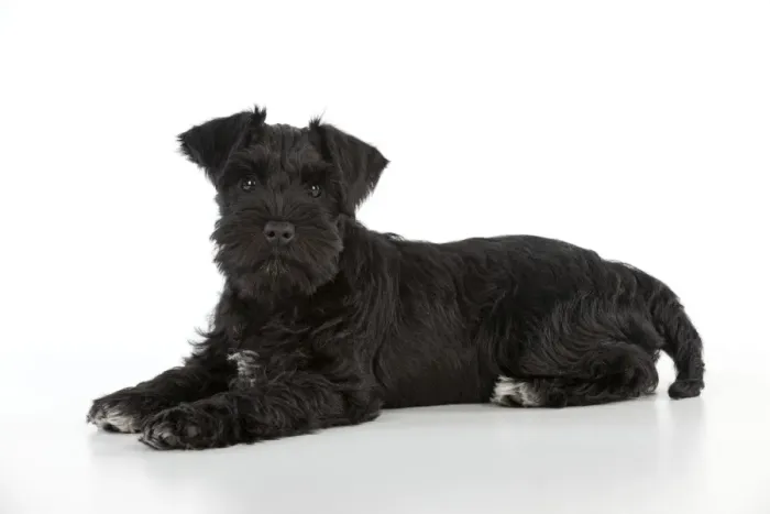 Framed Print : Dog - Miniature Schnauzer - 10 week old puppy - lying down Framed Print : Dog - Miniature Schnauzer - 10 week old puppy - lying down