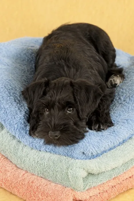 Framed Print : Dog - Miniature Schnauzer - 10 week old puppy - lying down on a pile of towels Framed Print : Dog - Miniature Schnauzer - 10 week old puppy - lying down on a pile of towels