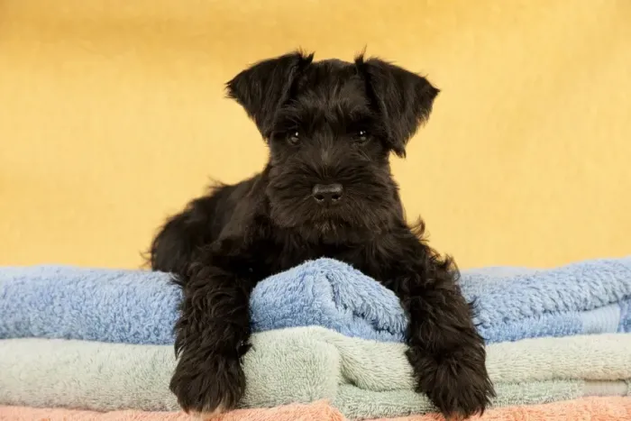 Framed Print : Dog - Miniature Schnauzer - 10 week old puppy - lying down on a pile of towels Framed Print : Dog - Miniature Schnauzer - 10 week old puppy - lying down on a pile of towels