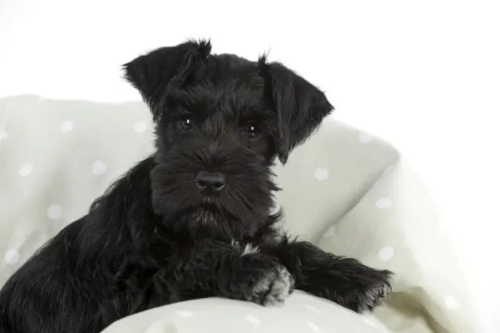Framed Print : Dog - Miniature Schnauzer - 10 week old puppy - lying down on sofa Framed Print : Dog - Miniature Schnauzer - 10 week old puppy - lying down on sofa