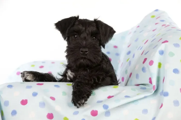 Framed Print : Dog - Miniature Schnauzer - 10 week old puppy - sitting down on sofa Framed Print : Dog - Miniature Schnauzer - 10 week old puppy - sitting down on sofa