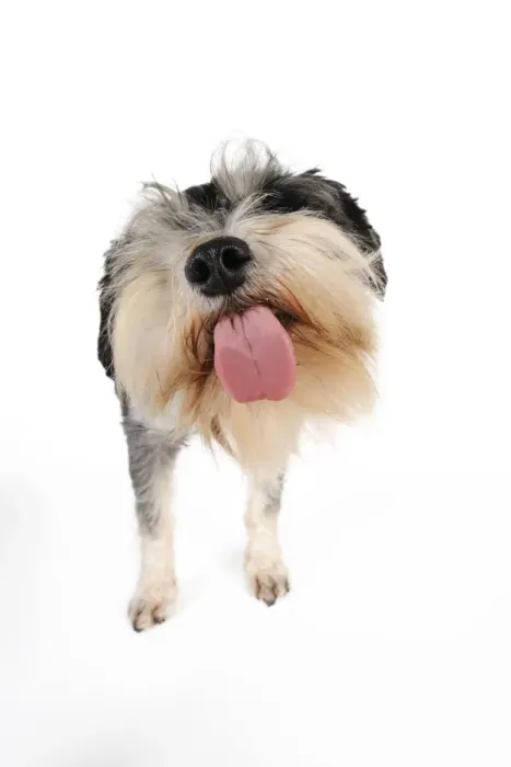 Framed Print : DOG. Miniature schnauzer licking the screen