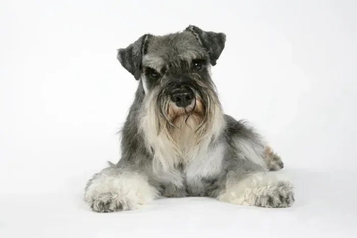 Framed Print : DOG. Miniature Schnauzer lying down Framed Print : DOG. Miniature Schnauzer lying down