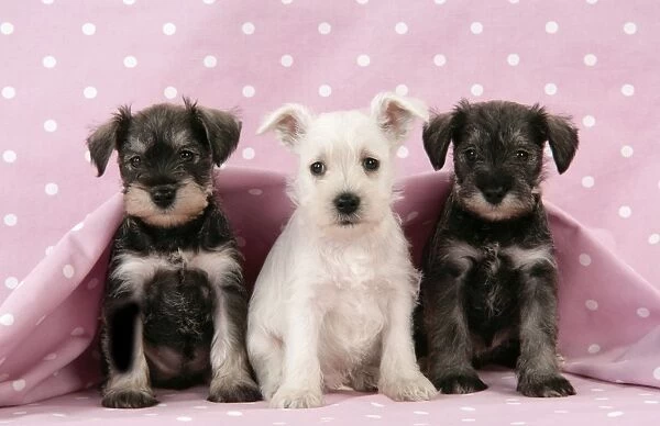 Dog. Miniature Schnauzer puppies (6 weeks old) on pink background Digital Manipulation: background colour