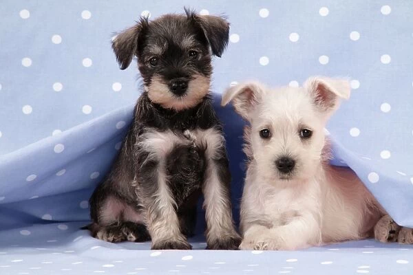 Dog. Miniature Schnauzer puppies (6 weeks old) on blue background Digital Manipulation: background colour