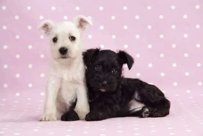 Framed Print : Dog. Miniature Schnauzer puppies (6 weeks old) on pink background Digital Manipulation: background colour Framed Print : Dog. Miniature Schnauzer puppies (6 weeks old) on pink background Digital Manipulation: background colour