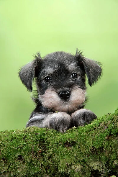Dog. Miniature Schnauzer puppy (6 weeks old) on a mossy log