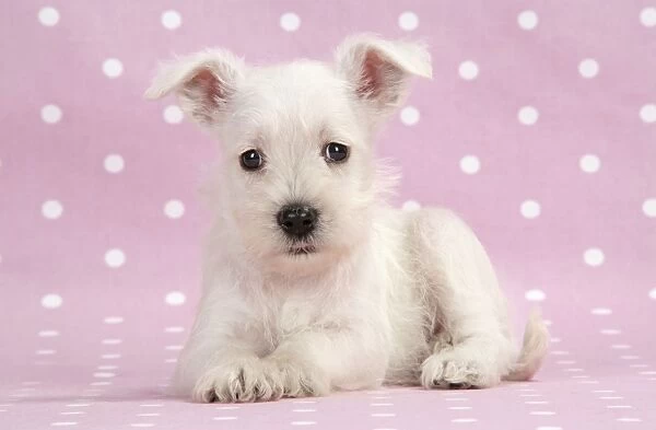 Dog. Miniature Schnauzer puppy (6 weeks old) on pink background Digital Manipulation: background colour
