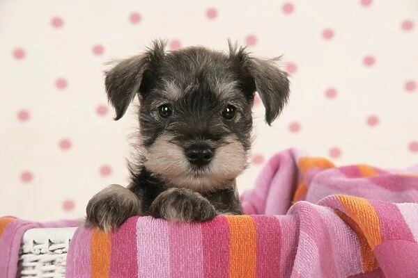 Dog. Miniature Schnauzer puppy (6 weeks old)