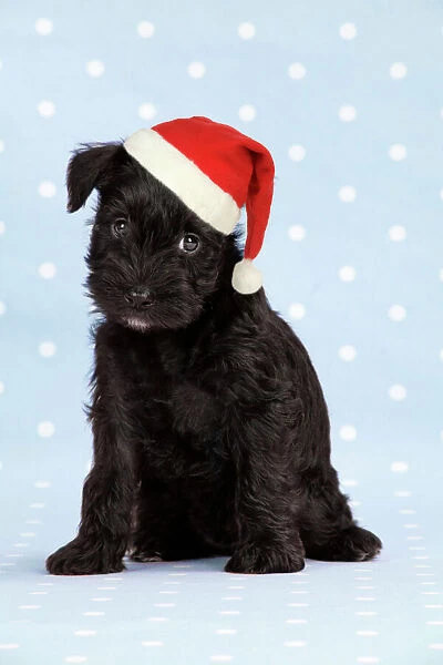 Dog. Miniature Schnauzer puppy (6 weeks old) on blue background wearing Christmas hat Digital Manipulation: changed background colour, cleaned up dog. Hat (JD)