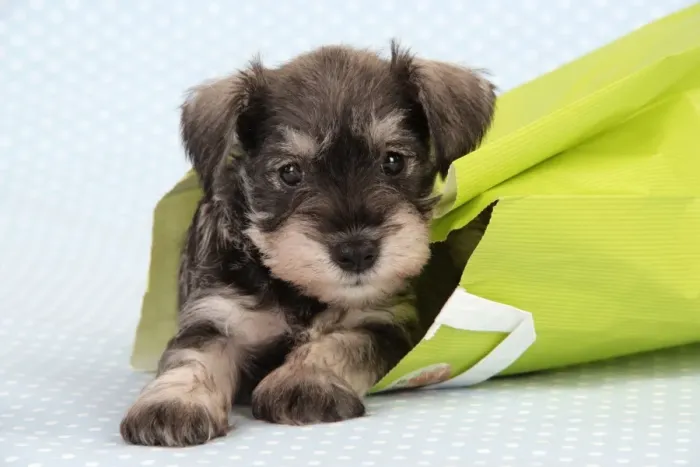 Framed Print : Dog. Miniature Schnauzer puppy (6 weeks old) in bag Framed Print : Dog. Miniature Schnauzer puppy (6 weeks old) in bag