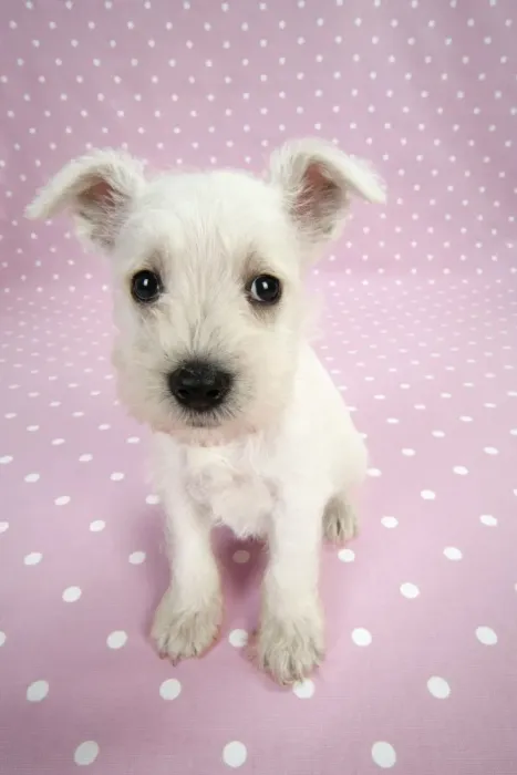 Framed Print : Dog. Miniature Schnauzer puppy (6 weeks old) on pink background Digital Manipulation: background colour Framed Print : Dog. Miniature Schnauzer puppy (6 weeks old) on pink background Digital Manipulation: background colour