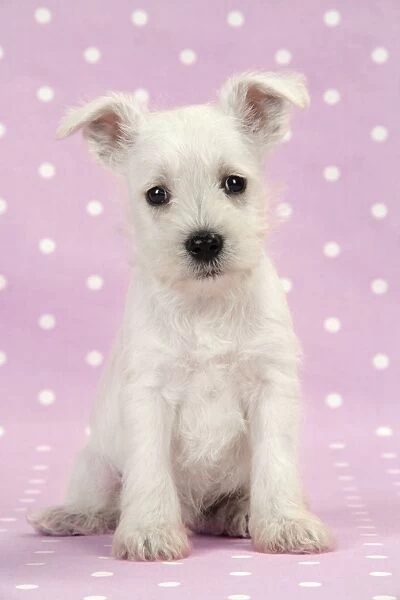 Dog. Miniature Schnauzer puppy on pink background Digital Manipulation: background colour