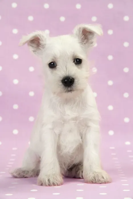 Framed Print : Dog. Miniature Schnauzer puppy on pink background Digital Manipulation: background colour Framed Print : Dog. Miniature Schnauzer puppy on pink background Digital Manipulation: background colour