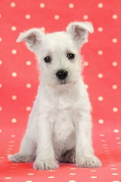 Dog. Miniature Schnauzer puppy on red background Digital Manipulation: background colour