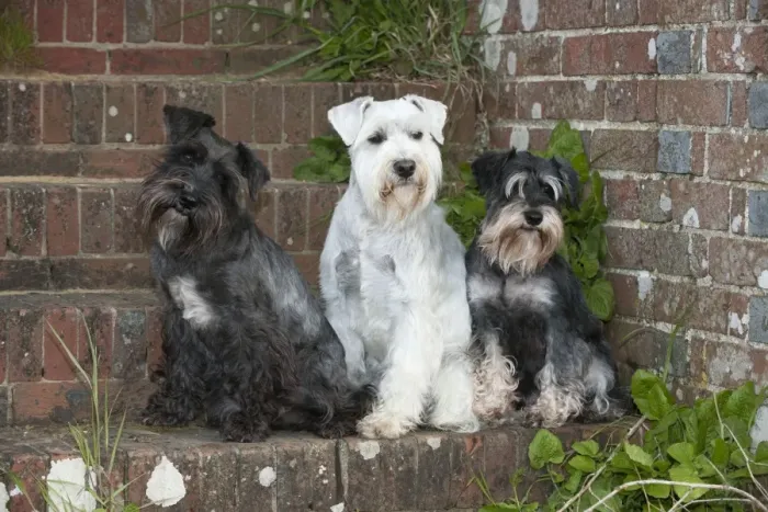 Framed Print : DOG - Miniature Schnauzers - sitting on steps