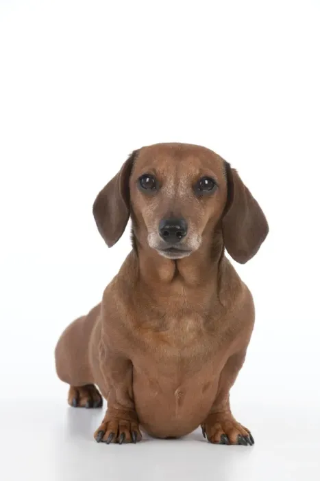 Framed Print : Dog - Miniature Short Haired Dachshund Framed Print : Dog - Miniature Short Haired Dachshund