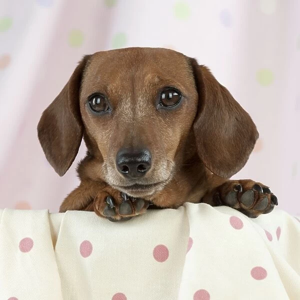 Dog - Miniature Short Haired Dachshund - in a basket