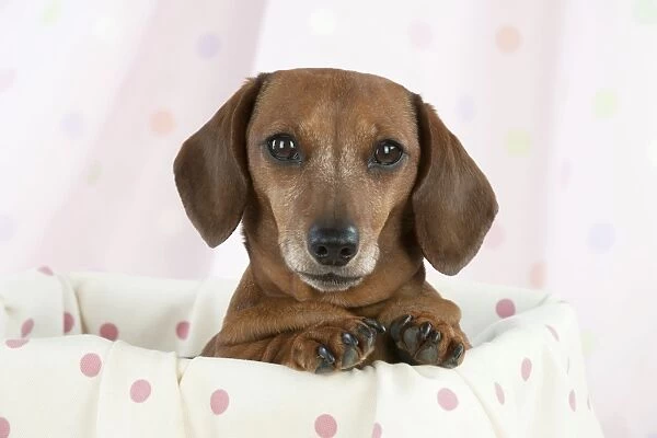 Dog - Miniature Short Haired Dachshund - in a basket