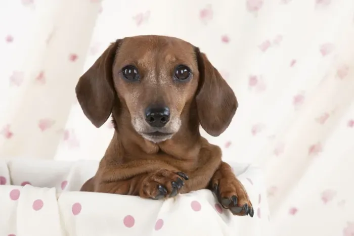 Framed Print : Dog - Miniature Short Haired Dachshund - in a basket Framed Print : Dog - Miniature Short Haired Dachshund - in a basket