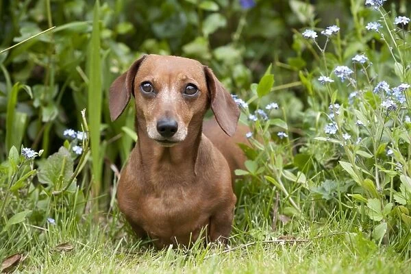 Dog - Miniature Short Haired Dachshund - in garden