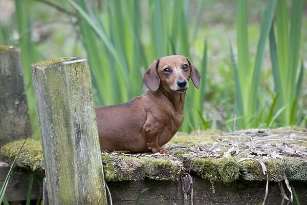 Dog - Miniature Short Haired Dachshund - in garden