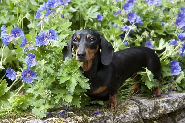 DOG - Miniature short haired dachshund in garden