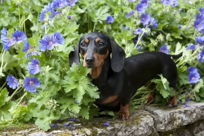 Framed Print : DOG - Miniature short haired dachshund in garden Framed Print : DOG - Miniature short haired dachshund in garden