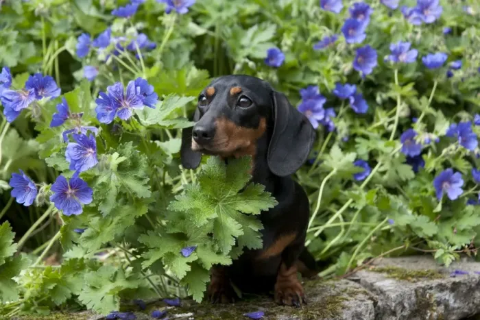 Framed Print : DOG - Miniature short haired dachshund in garden Framed Print : DOG - Miniature short haired dachshund in garden