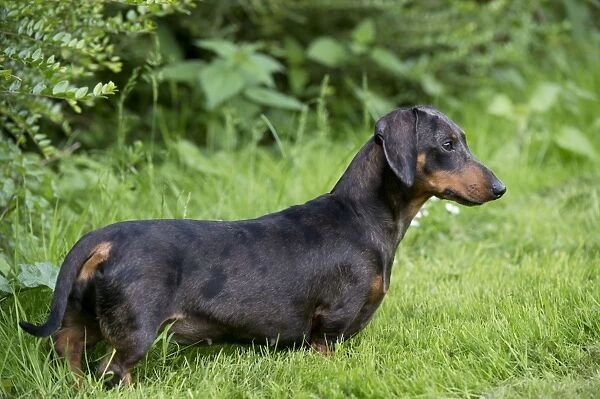 DOG - Miniature Short Haired Dachshund - in garden