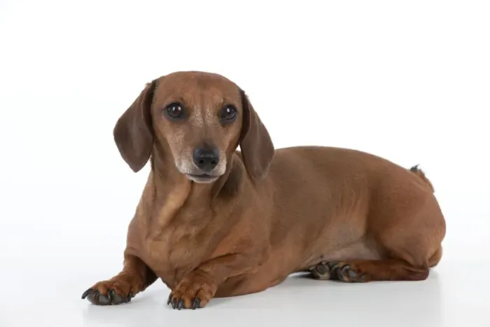 Framed Print : Dog - Miniature Short Haired Dachshund - lying down Framed Print : Dog - Miniature Short Haired Dachshund - lying down
