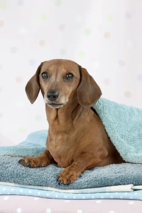 Framed Print : Dog - Miniature Short Haired Dachshund - lying down on laundry pile Digital Manipulation - colour of towel changed Framed Print : Dog - Miniature Short Haired Dachshund - lying down on laundry pile Digital Manipulation - colour of towel changed
