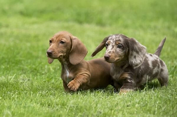 DOG - Miniature Short Haired Dachshund - puppies running through garden (7 weeks)
